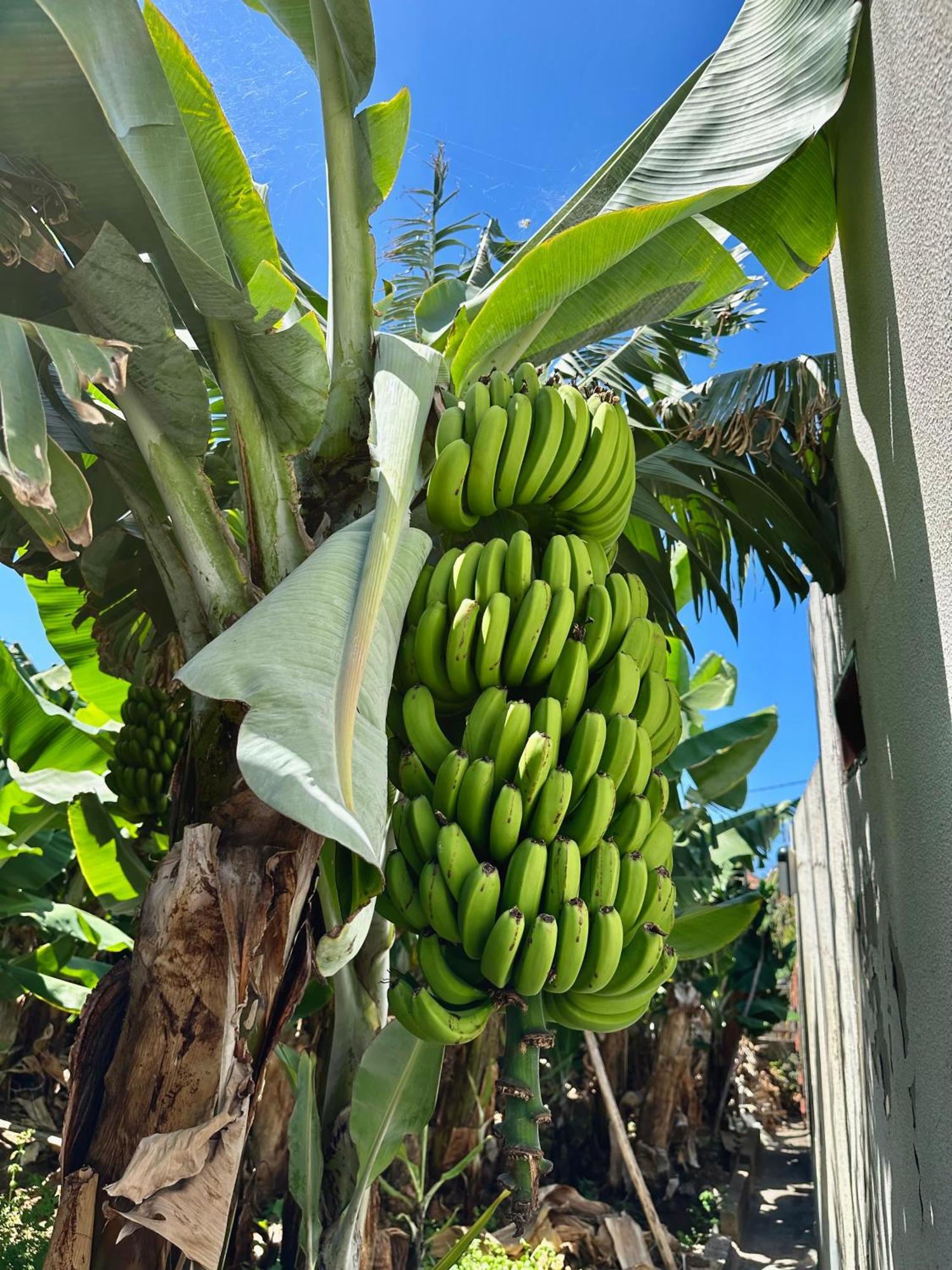 Oasis Suites - Funchal 外观 照片